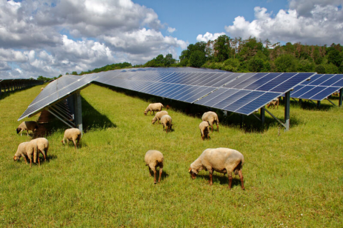 Nuôi cừu kết hợp sản xuất năng lượng mặt trời