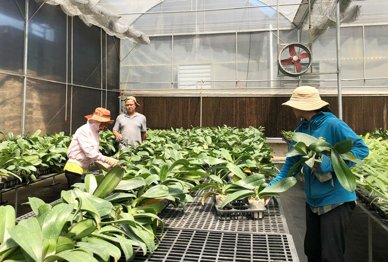 Lâm Đồng: Doanh nghiệp trồng hoa với năng lượng xanh
